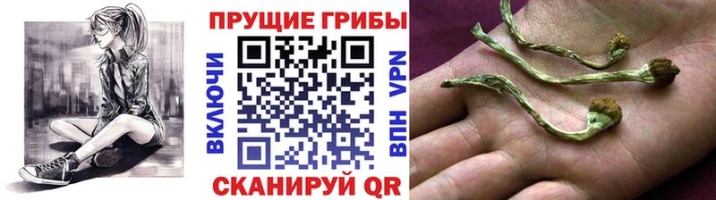 Псилоцибиновые грибы Cubensis  где продают   Приволжск 